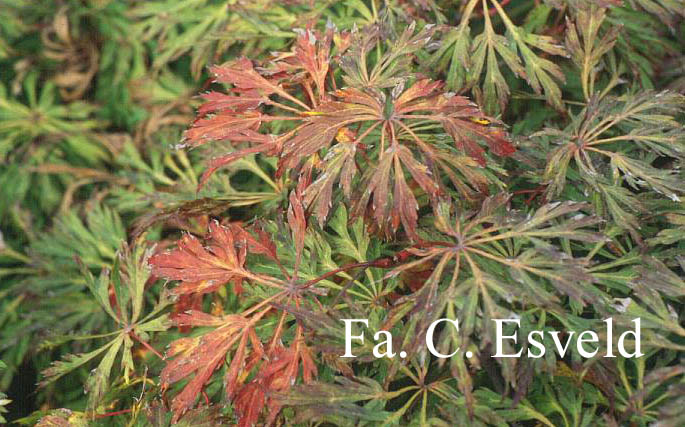 Acer japonicum 'Green Cascade'