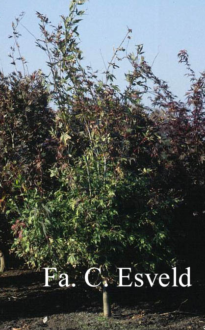 Acer palmatum 'Fior d'Arancio'