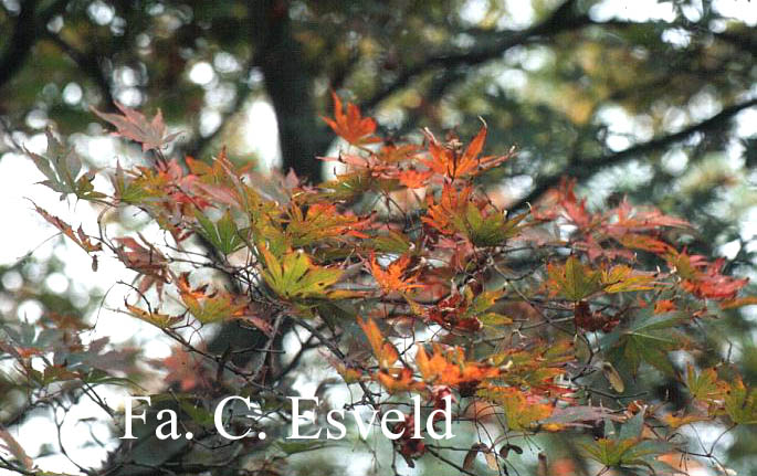 Acer palmatum 'Inazuma'