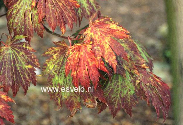 Acer japonicum 'Attaryi'