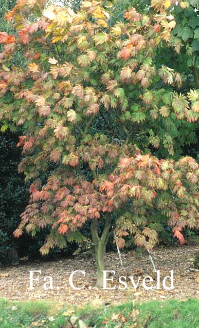Acer japonicum 'Attaryi'