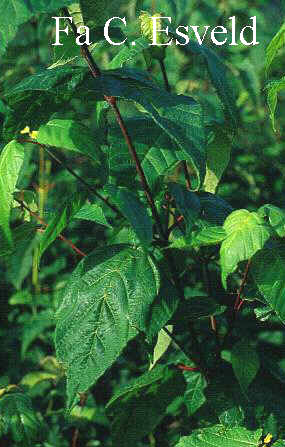 Acer conspicuum 'Elephant's Ear'