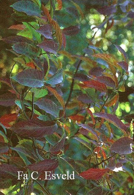 Nyssa sinensis