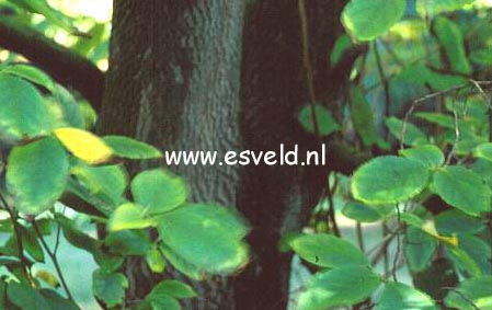 Stewartia serrata (1116)