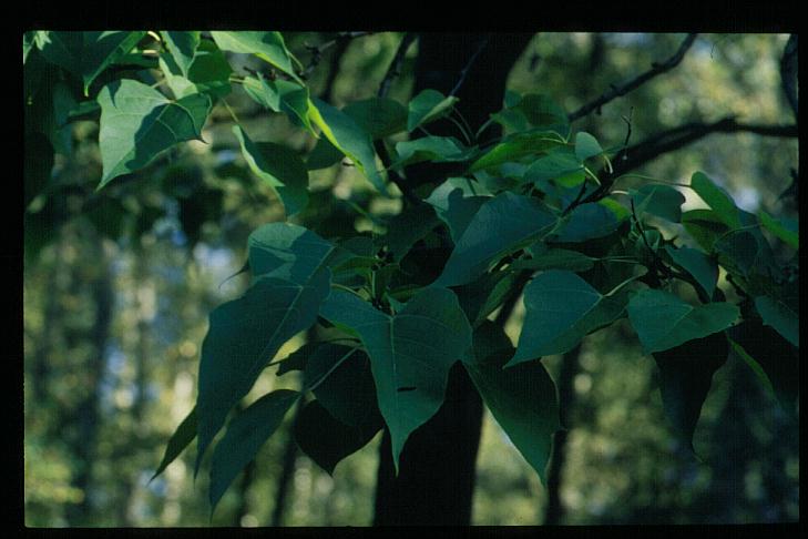 Catalpa fargesii duclouxii