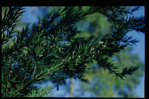 Colletia armata