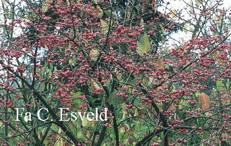 Euonymus hamiltonianus sieboldianus