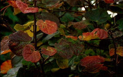 Disanthus cercidifolius