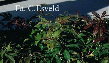 Pieris japonica 'Katsura'