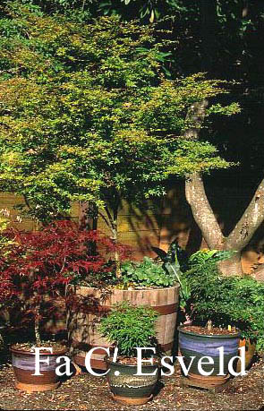 Acer palmatum 'Hanami nishiki'