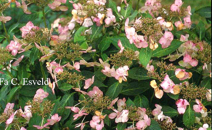 Hydrangea macrophylla 'Tokyo's Delight'