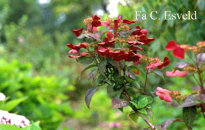 Hydrangea serrata 'Benigaku'