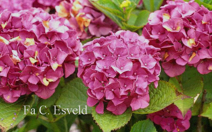 Hydrangea macrophylla 'Masja'