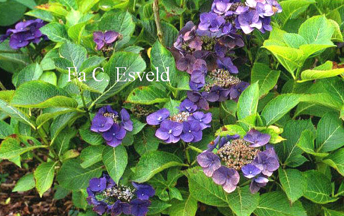 Hydrangea macrophylla 'Nachtigall'