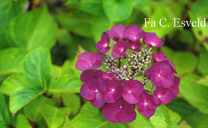 Hydrangea macrophylla 'Taube'