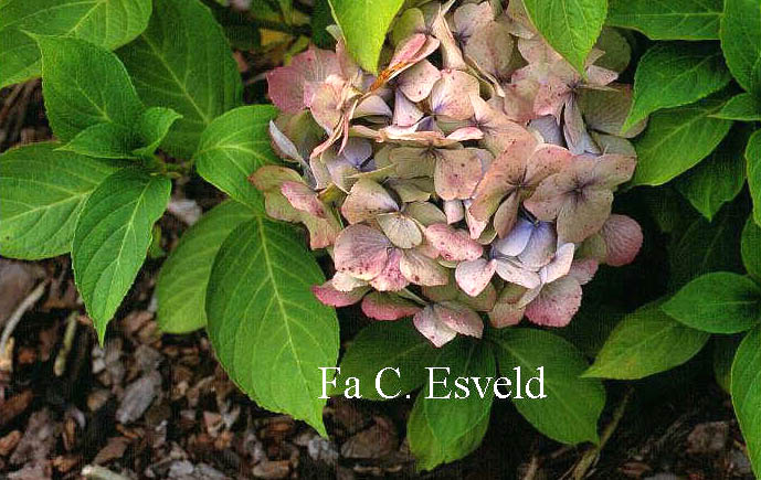 Hydrangea macrophylla 'Holstein'