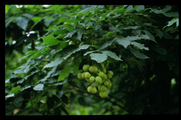 Staphylea bumalda