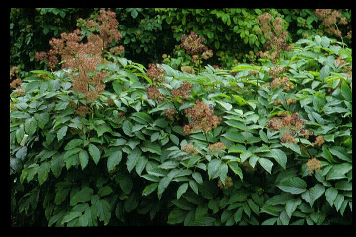 Aralia cordata