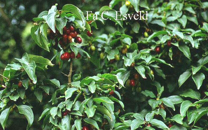 Cornus mas
