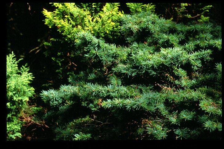 Pseudotsuga menziesii 'Fletcheri'