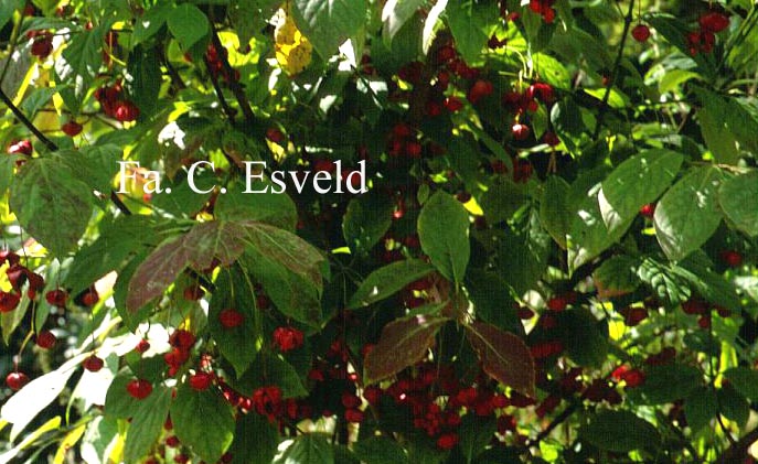 Euonymus planipes