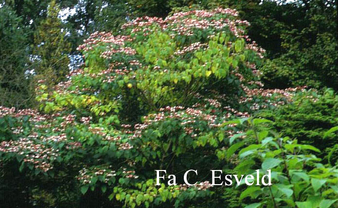 Clerodendrum trichotomum