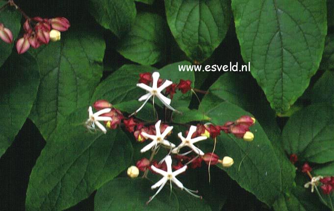 Clerodendrum trichotomum