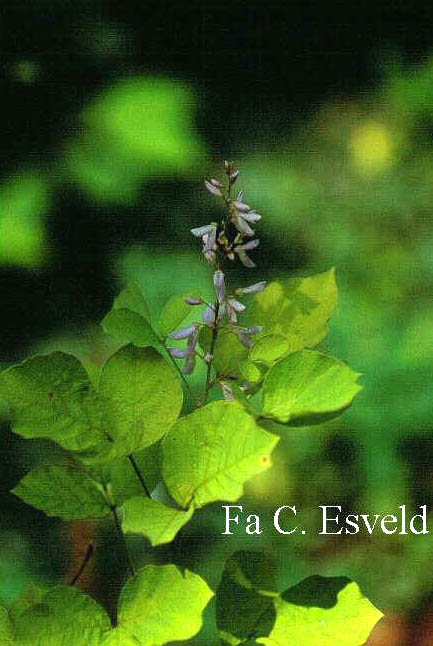 Desmodium elegans