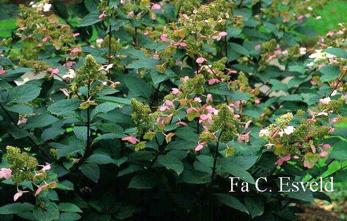 Hydrangea paniculata 'Pink Diamond'