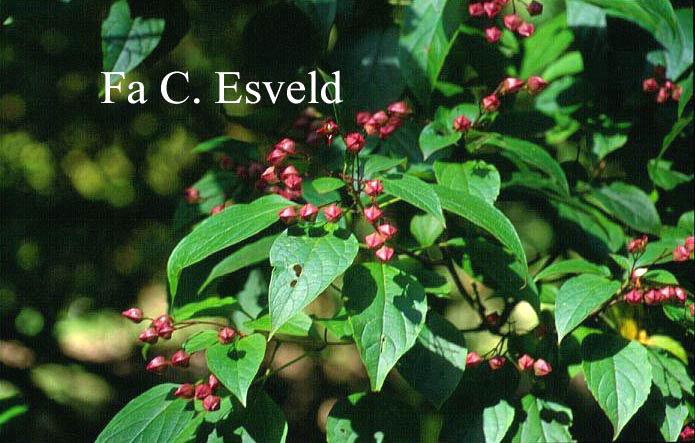 Clerodendrum trichotomum