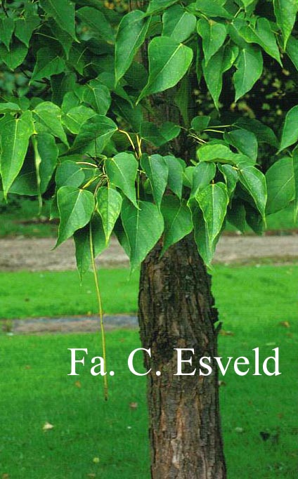 Catalpa fargesii duclouxii