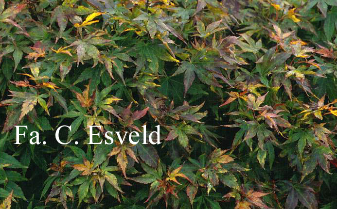 Acer palmatum 'Ryuzu'