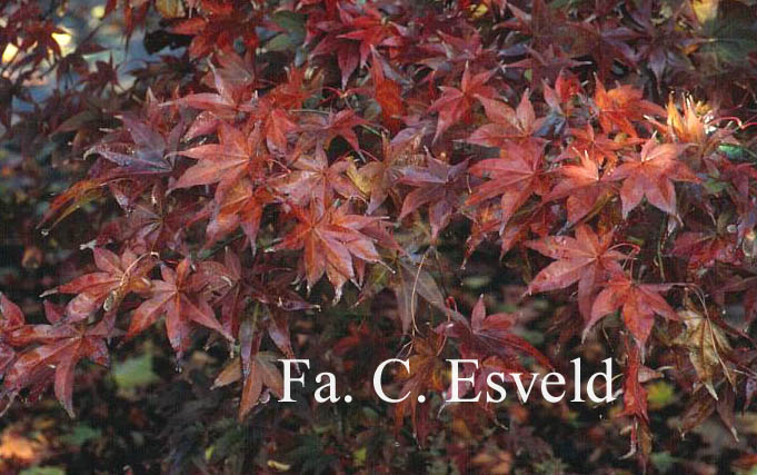 Acer palmatum 'Tsukushi gata'