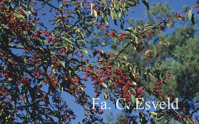 Malus baccata mandshurica