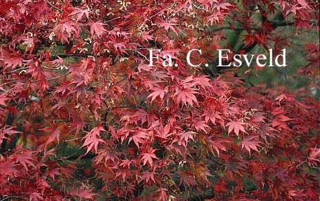 Acer palmatum 'Nicholsonii'