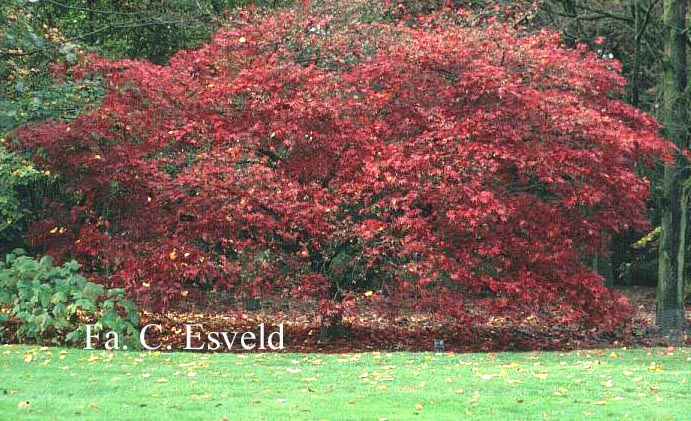 Acer palmatum 'Nicholsonii'