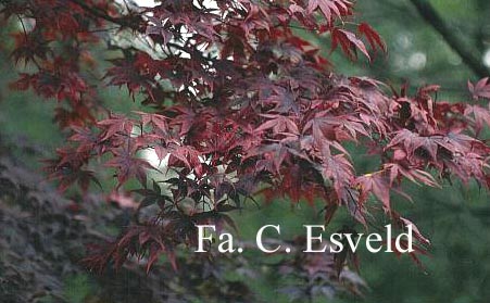 Acer palmatum 'Bloodgood'