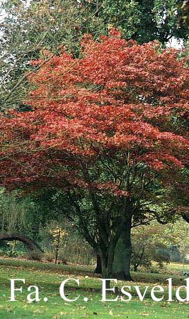 Acer palmatum 'Ohsakazuki'