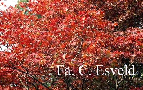 Acer palmatum 'Ohsakazuki'