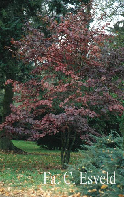 Acer shirasawanum 'Gloria'