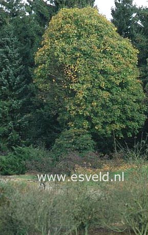 Acer platanoides 'Almira'