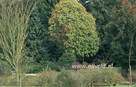 Acer platanoides 'Almira'