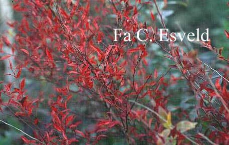 Vaccinium myrsinites