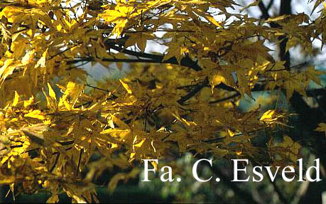 Acer palmatum 'Golden Pond'