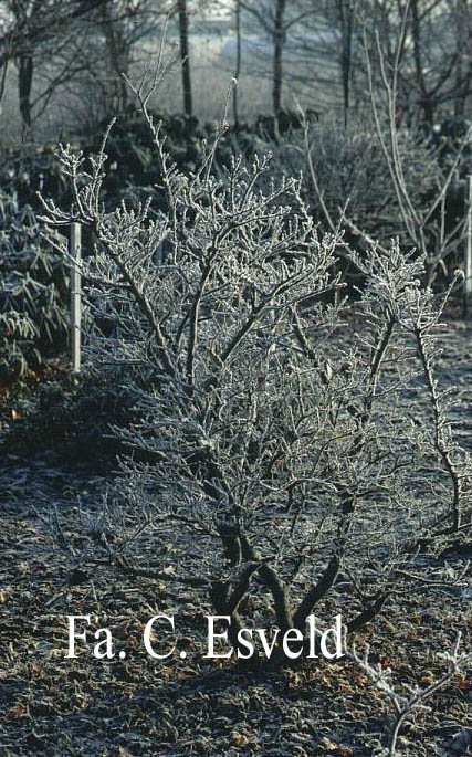 Acer palmatum 'Mikawa yatsubusa'