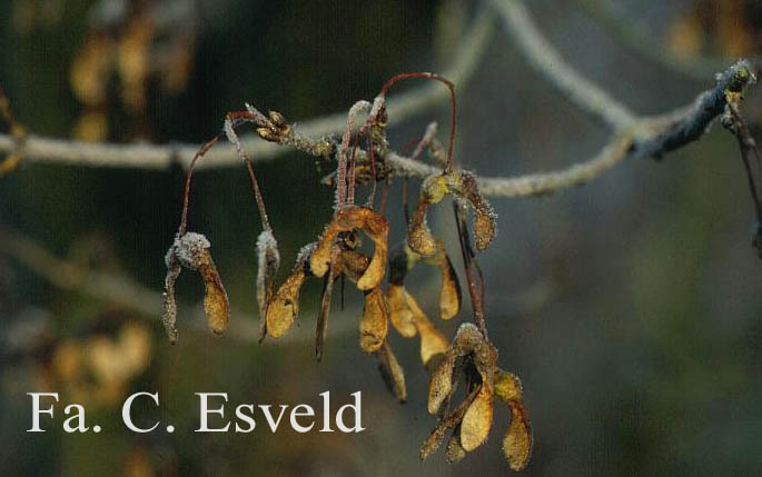 Acer saccharum ssp. leucoderme