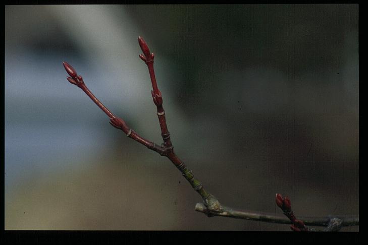 Acer pectinatum ssp. taronense