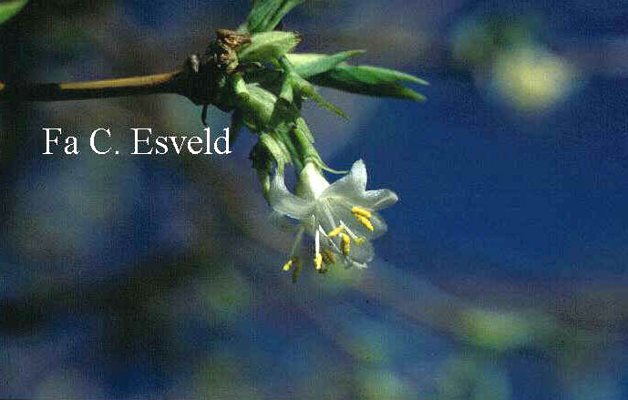 Lonicera fragrantissima