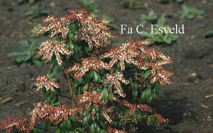 Pieris japonica 'Dorothy Wyckoff'