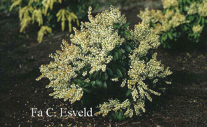 Pieris japonica 'White Pearl'